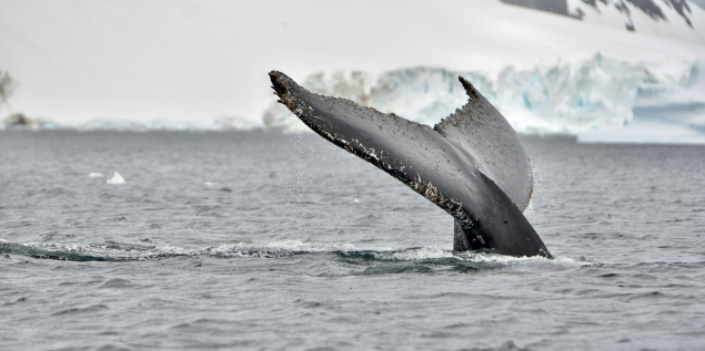 Discover with the Best